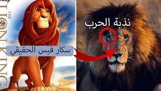 لحظة وفاة أقوى أسد في افريقيا, قصة سكار فيس الأسطوري هكذا عاش و هكذا مات