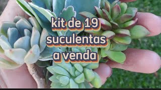 KIT DE SUCULENTAS A VENDA