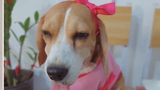 dog home bathing beagle • home grooming • madre de cacao & Akiika dog soap