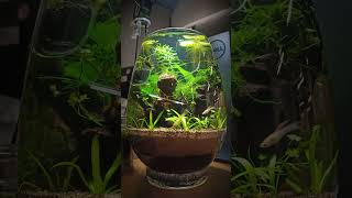 #shorts  Vase Aquarium NO FILTTER, NO CO2 (Front View) - Bể cá mini KHÔNG LỌC, KHÔNG CO2 (Mặt trước)