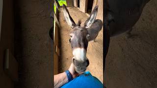 Dancing with my Donkey 💃🥰 #dance #dancevideo #ballet #youtubeshorts #donkey