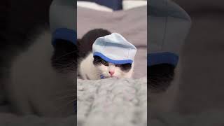 Cute and Cozy: Black and White Kitten Wears a Woolen Hat in this Adorable Video Short