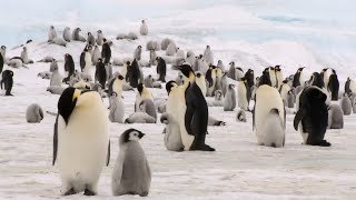 Charming Penguin Chicks & Their Antarctic Adventures: A Glimpse into a Penguin Colony's Daily Life!