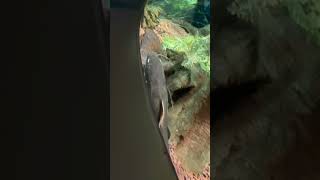 Subscribe if you like fish