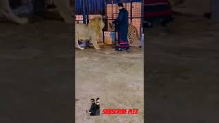 #lion #animaltv #peer_0 #anilamabani #peer_1 #for #viral #turnoff