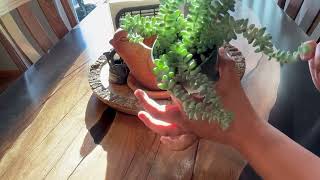 Living Succulent 4 Donkey Tails, Fully Rooted Succulents Plants Live, Succulent Plants Trailing Hang