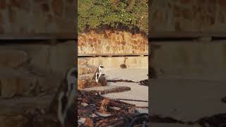 Penguin Visit to Humans | Lovely penguins hopping down the stairs