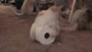 Peaches Vs Toilet Paper