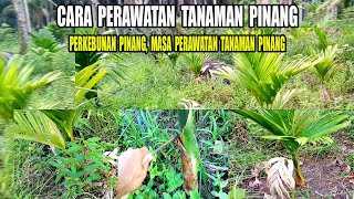 CARA PERAWATAN TANAMAN #PINANG AGAR CEPAT BESAR