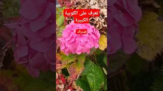 تعرف على الكوبية الكبيرة 🌼 🌸 🌻