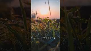 Good Morning Status _ Nature Whatsapp Status _ Village Aesthetic View. _shorts _shortsfeed _ytshort