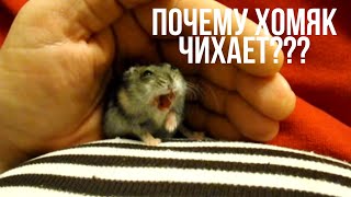 Почему хомяк чихает? | Причины🐹 | Хомкины будни 🌸 Why does a hamster sneeze?  |  Homkins weekdays