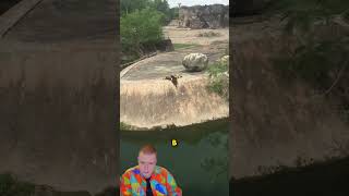 Утята в ловушке 🦆😭