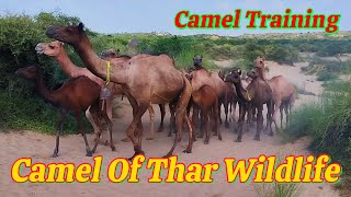 The Incredible Thar Desert Camels & Their Water-Wise Adaptations || Camel Training Method