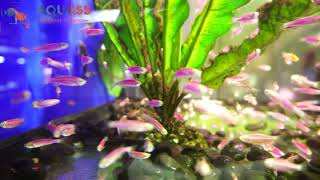 🐠Aquass - Данио глофиш розовый (Danio glofish pink)