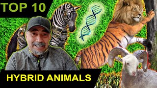 TOP 10 HYBRID ANIMALS ||10 HYBRID ANIMALS THAT ACTUALLY EXIST