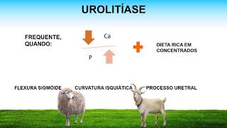 UROLITÍASE: Discussão