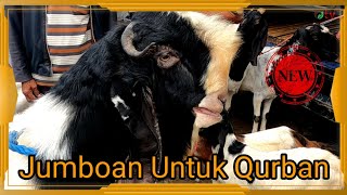 HARGA KAMBING JUMBO PERSIAPAN KURBAN