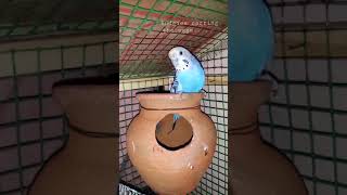 Budgies caring the eggs | love birds |