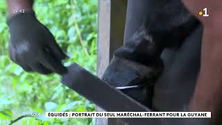 guyane nicolas lacroix maréchal ferrant pour chevaux