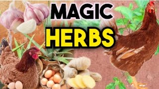 Seven Important Organic herbs to use in your poultry | chicken farming.