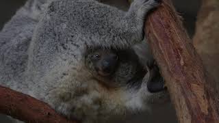 Koala Joeys First Time Popping Head Out of Pouch