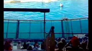 Marineland - Spectacle des orques