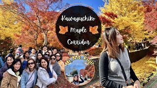 Kawaguchiko Maple Corridor 🍁 Japan's Best Autumn Leaves Spots & Mount Fuji View (Lake Kawaguchi)