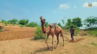 Mere Gaon Ke log khetibadi ka Kam karte hoe Desert thar after rain Camel cultivation @ThariGeet