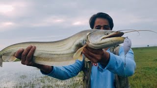 Amazing snakehead & catfish fishing || night fishing