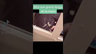 Estallando grano de la mano