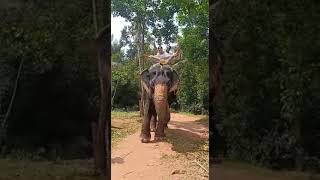 Elephant Ride//Spice Plantation//Munnar//God's Own Country//Kerala