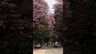 Cherry Blossom🌸 in Bangalore #cheeryblossom #shorts #springseason #bangalore #marathalli