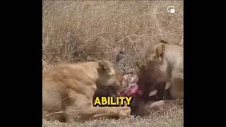 Lions eating their prey alive is not the norm but why they do it