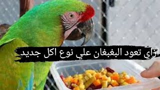 ازاي تعود البغبغان علي نوع اكل جديد