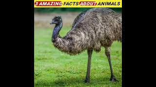 top 3 amazing facts about animals in hindi #facts #factsshorts #youtubeshorts #ytshorts #shorts