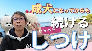 【犬のしつけ】１歳から気を付けることはありますか？【悩み相談ライブ切り抜き】