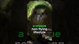 KAKAPO PARROT FACTS *INTERESTING*