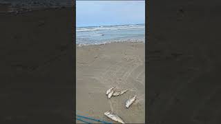 Corvina praia da gaivota litoral sul catarinense.