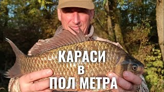 Караси В ПОЛ МЕТРА. ФЛЭТ ФИДЕР #флэтфидер #флэтметод