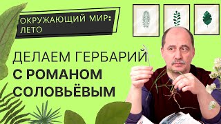 Как сделать гербарий: как правильно высушить растения? Окружающий мир: лето с РБ.