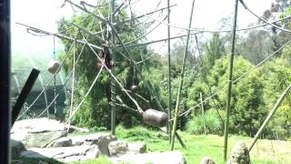 Orangutan allo Zoo di San Diego