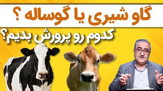 گاو شیری یا گوساله ، کدوم رو پرورش بدیم؟