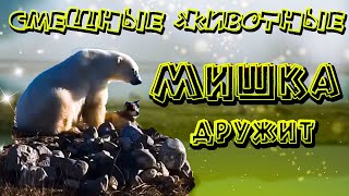 СМЕШНЫЕ ЖИВОТНЫЕ #6 | 2021 Новые приколы | Приколы с животными | Забавные животные | FA |