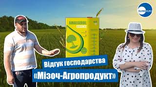 Протруєння насіння озимої пшениці АМАЛГЕРОЛ ЕССЕНС: досвід господарства "Мізоч-Агропродукт"