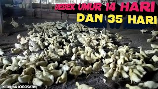 Bebek umur 14 hari & 35 hari