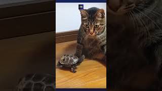 Cats reaction is priceless watching   turtle on a skateboard #cat #turtle #skateboard #funny #comedy