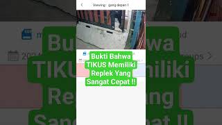 Bukti Bahwa TIKUS Memiliki Replek Yang Sangat Cepat !!