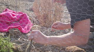 Puff Adder stuck in fence