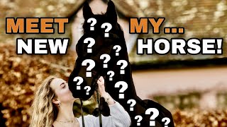 Q&A About My New Horse!